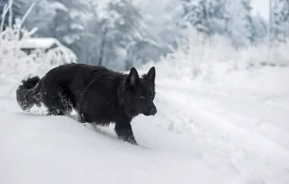 Picture winter, snow, dog, German shepherd, Svetlana Pisareva