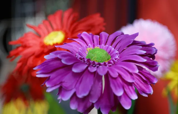 Flowers, background, petals