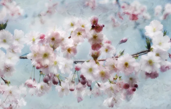 Flowers, treatment, spring, Sakura, flowering