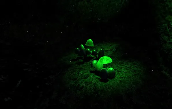 Mushrooms, Metro, METRO, 2034, METRO REDUX, METRO EXODUS, METRO 2034, Glowing mushrooms