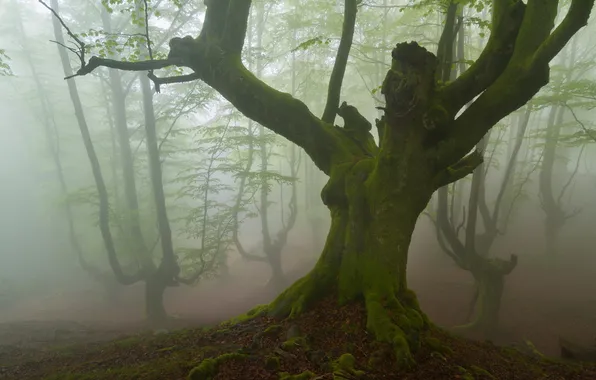 Picture forest, landscape, nature, fog
