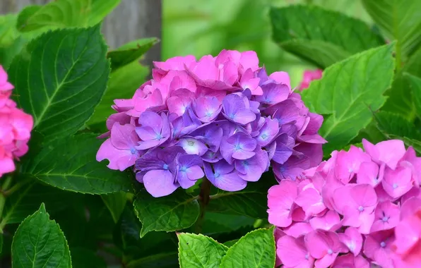 Picture flowers, foliage, flowering, hydrangea