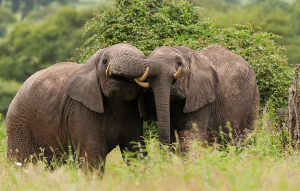 A couple, Tanzania, African elephant, Tarangire National Park