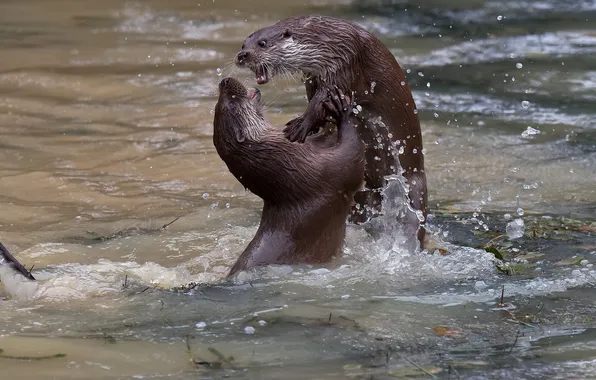 Water, two, fight, pond, otters