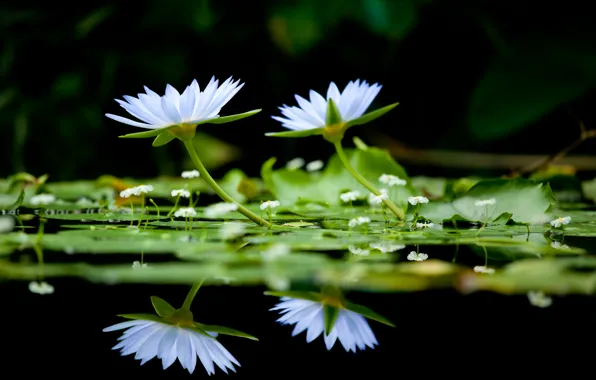 Flowers, lake, background, black, color, water lilies
