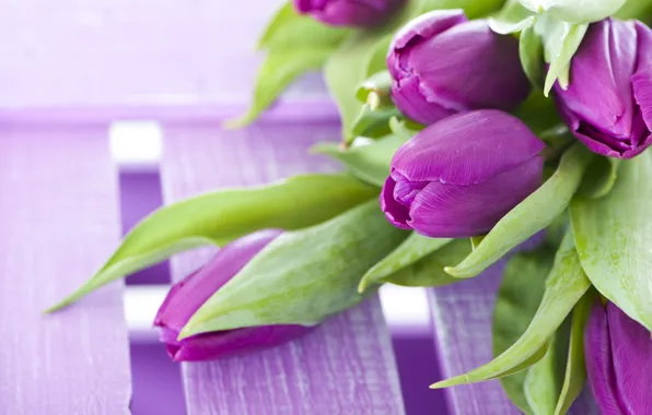 Picture flowers, bouquet, purple, tulips