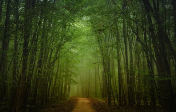 Road, leaves, trees, bench, fog, the way, branch