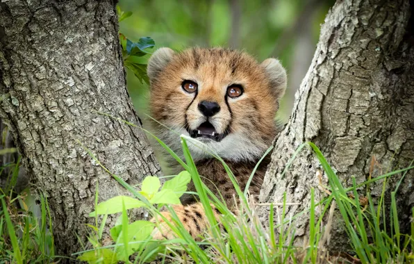 Picture portrait, look, baby, trees, face, Cheetah, cub