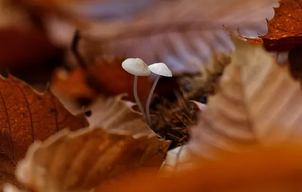 Autumn, leaves, mushrooms