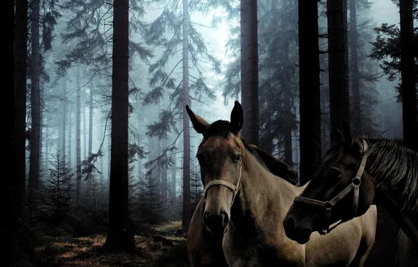 Forest, look, trees, fog, collage, horses, treatment, horse