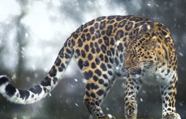 Snow, leopard, tail, wild cat