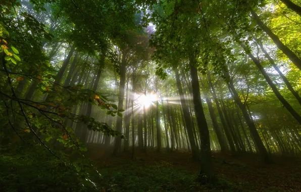 Greens, forest, leaves, the sun, rays, light, trees, branches