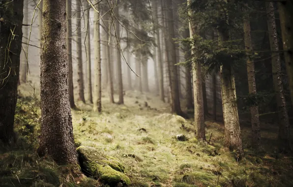 Picture forest, nature, fog