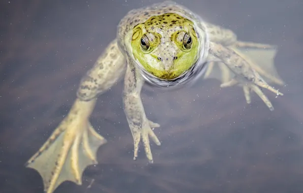 Picture nature, background, frog