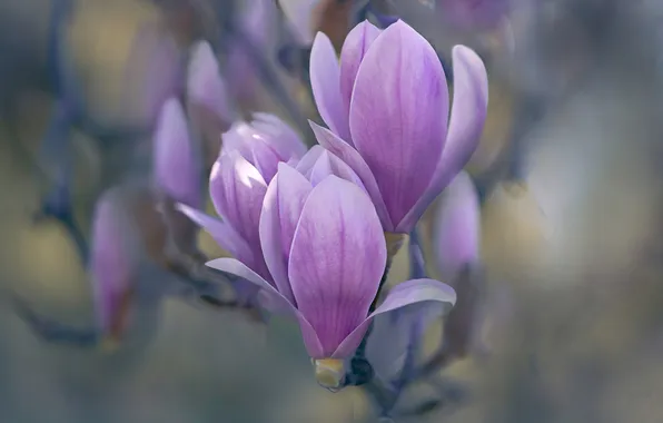 Macro, flowers, blur, branch, spring, pink, grey background, buds