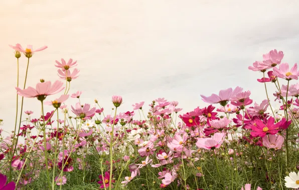 Field, summer, the sky, the sun, flowers, colorful, meadow, summer