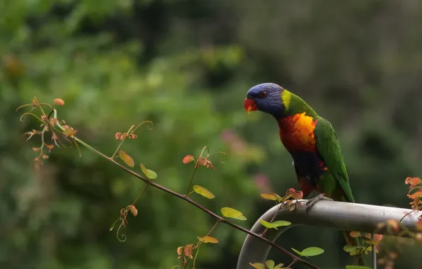 Bird, foliage, branch, parrot, green background, bokeh, rainbow lorikeet