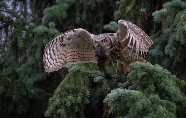 Forest, branches, tree, owl, bird, needles, mining, owl