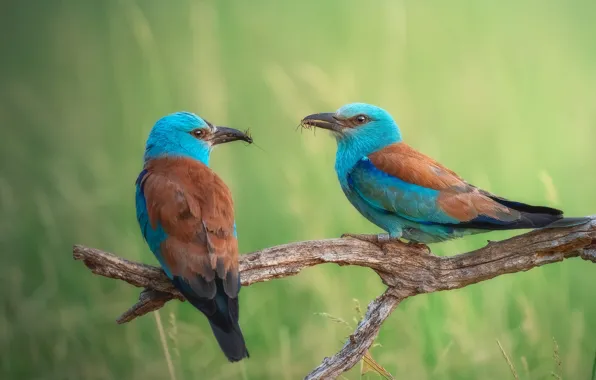 Birds, glade, branch, a couple, mining, meal, roller, two birds