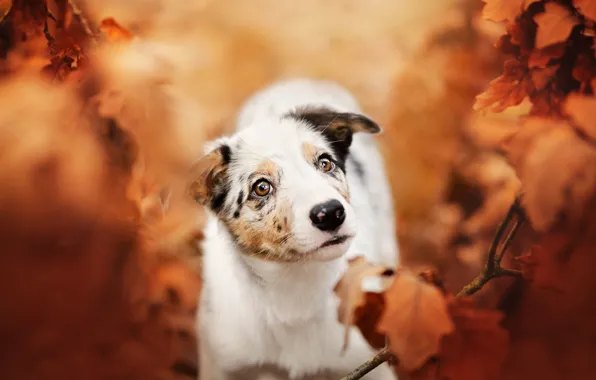 Picture autumn, face, leaves, dog, blur
