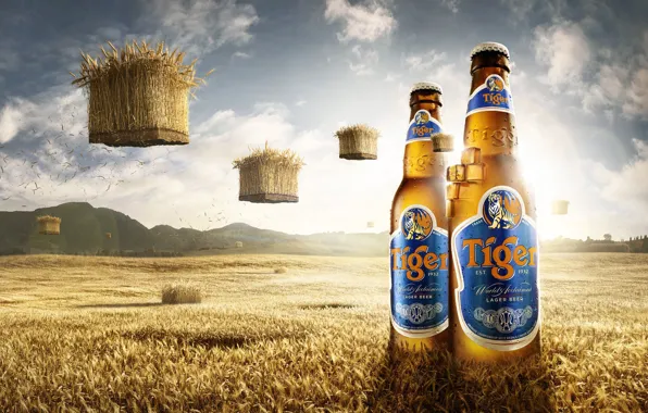 Picture field, mountains, bottle, beer, Tiger Beer Bali