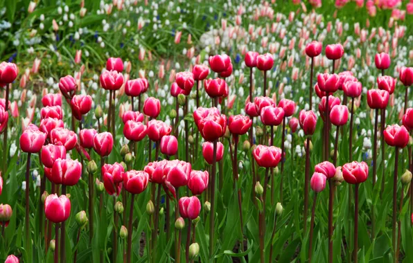 Picture greens, flowers, glade, spring, garden, tulips, red, buds
