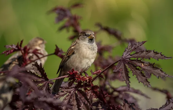 Leaves, bird, plant, Sparrow, bokeh
