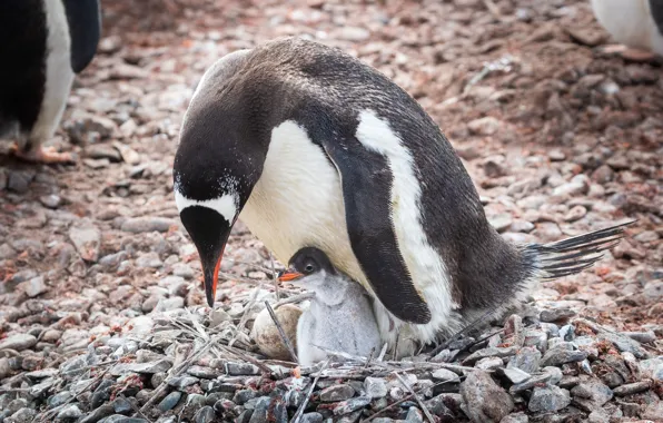 Picture birds, nature, stones, egg, penguins, socket, cub, chick