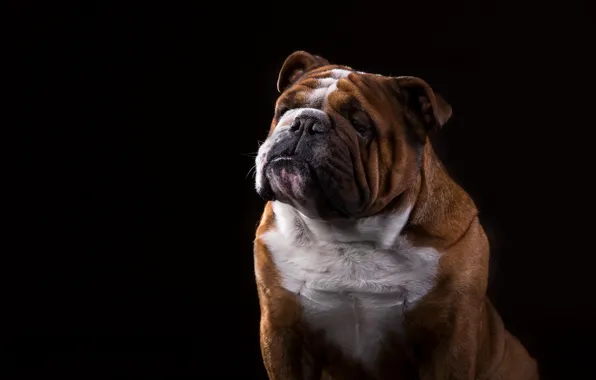 Picture portrait, dog, bulldog, black background, English bulldog