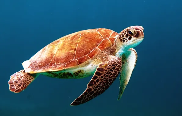 Sea, turtle, head, sea, shell, fins