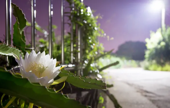 Flowers, background, street