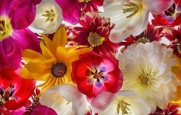 Flowers, nature, background