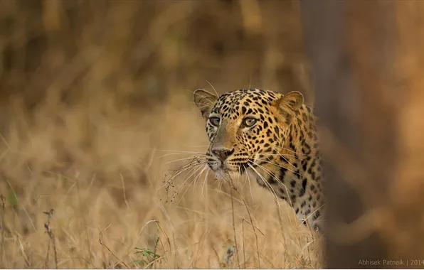 Picture nature, predator, leopard, Safari