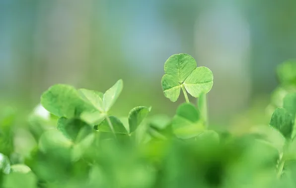 Picture summer, sheet, green, leaves