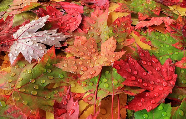 Picture autumn, leaves, macro, Rosa, paint