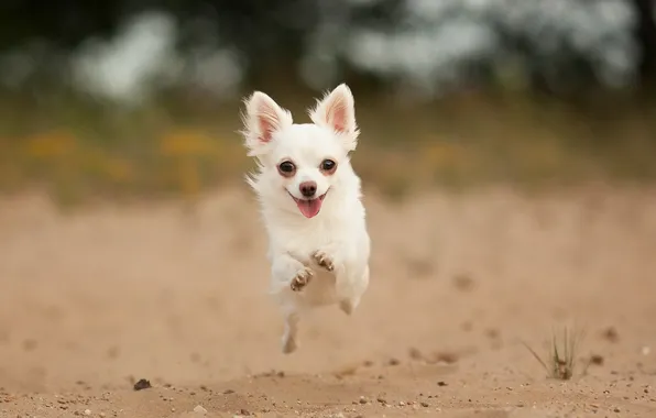 Look, each, dog, running