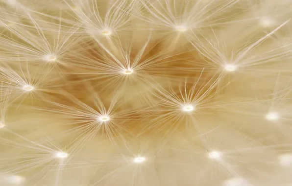 Smooth, close up, dandelion seed