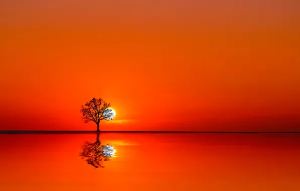 Picture water, the sun, sunset, tree
