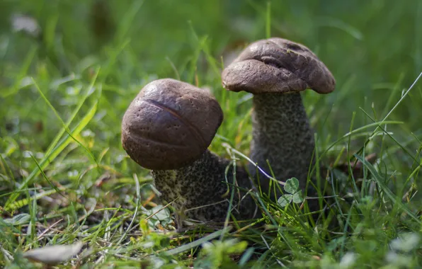 Grass, glade, mushrooms, mushrooms, a couple, two, bokeh, boletus