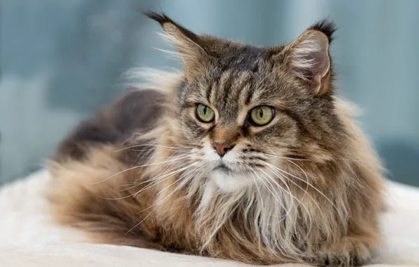 Cat, cat, look, face, grey, background, fluffy, lies
