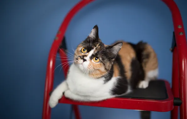 Cat, look, background