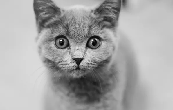 Look, muzzle, black and white, kitty, monochrome, eyes