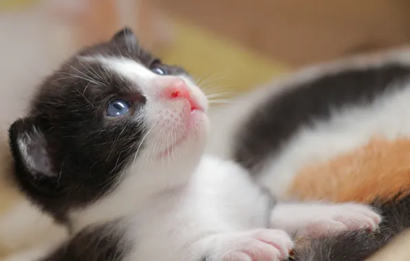 Picture look, baby, kitty