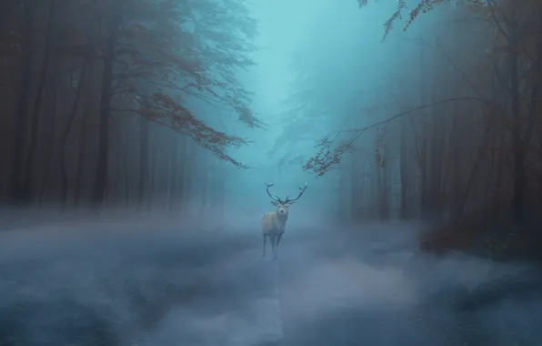 Road, autumn, forest, fog, deer, morning, twilight