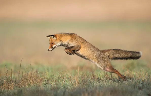 Picture nature, pose, jump, Fox, jump, Fox
