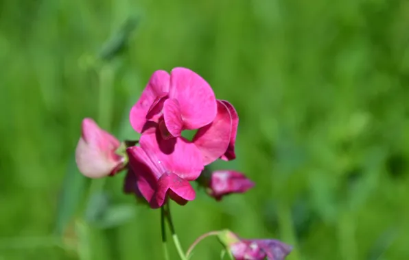 Macro, Flowers, Nature