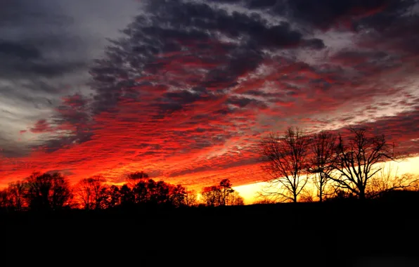 Picture the sky, clouds, trees, sunset, silhouette, glow