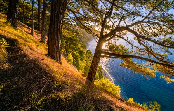 Picture sea, autumn, trees, coast, slope, Russia, The black sea, Krasnodar Krai