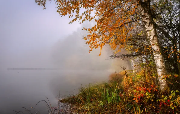 Picture autumn, trees, fog, shore, pond