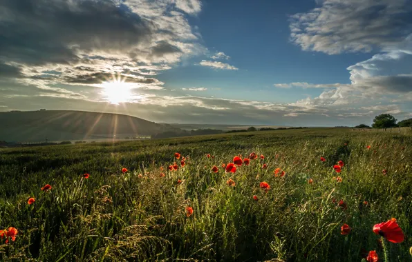 Picture greens, field, summer, the sky, the sun, clouds, rays, light